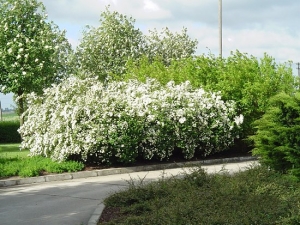 Wiosna 2